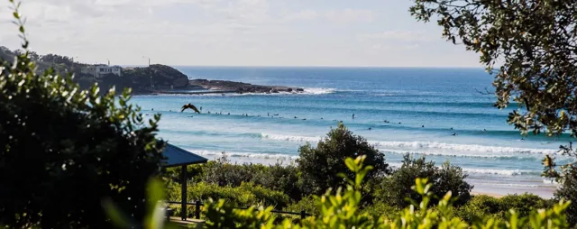 Pilu at Freshwater Beach