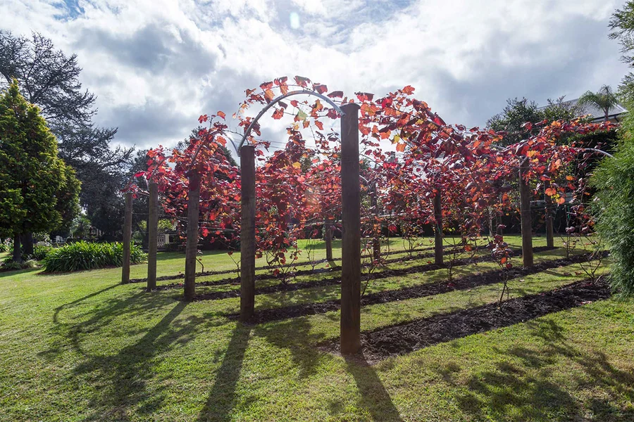 The vineyard at Oatlands Estate in autumn