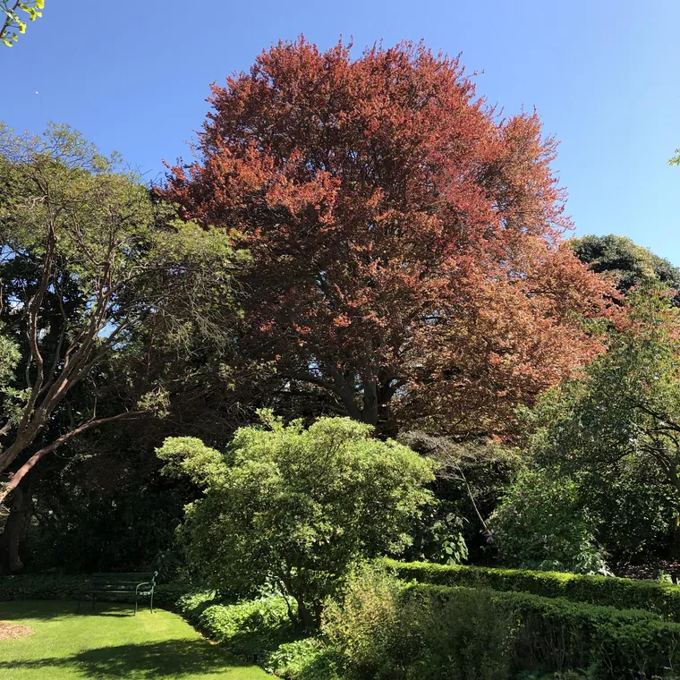 Geelong Botanic Gardens — gallery photo
