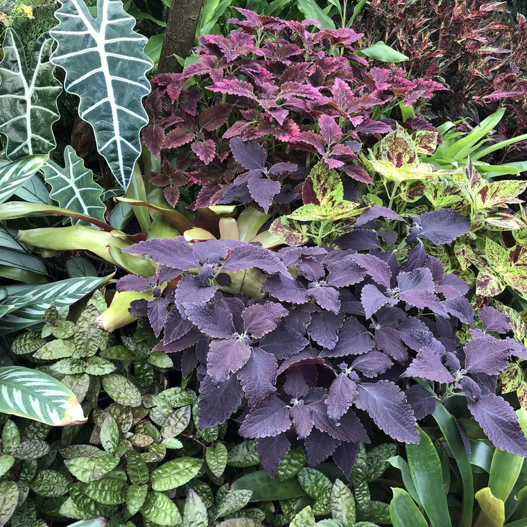 Geelong Botanic Gardens — gallery photo