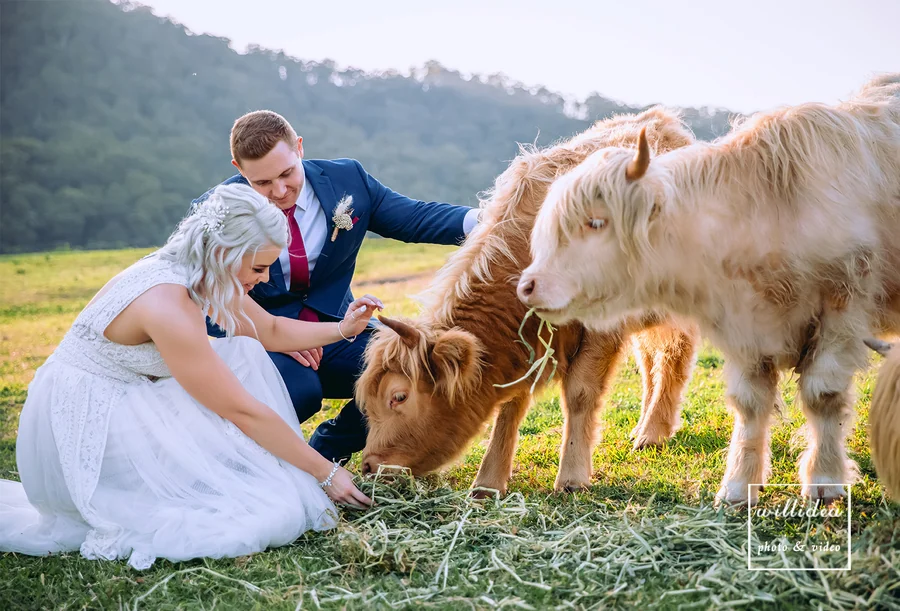 Willidea Studio — a bride with a highland cow