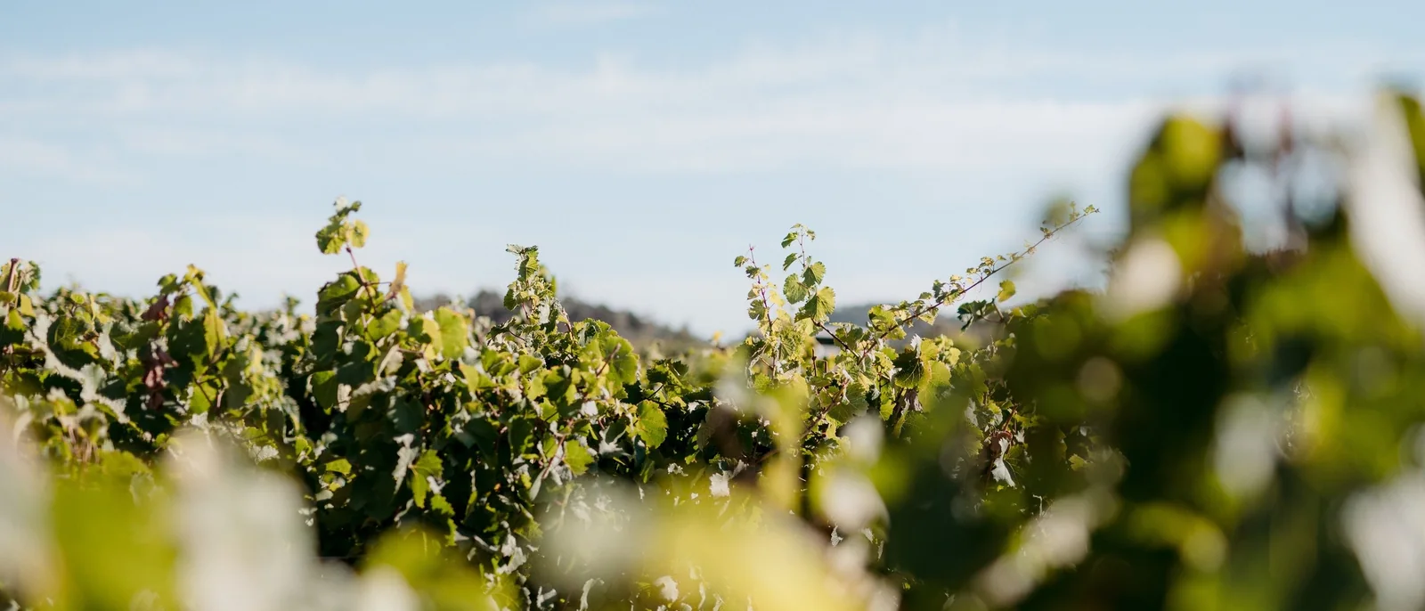 Clare Valley Events Co, Adelaide wedding planner