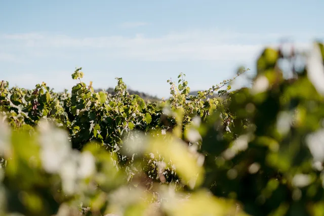 Clare Valley Events Co
