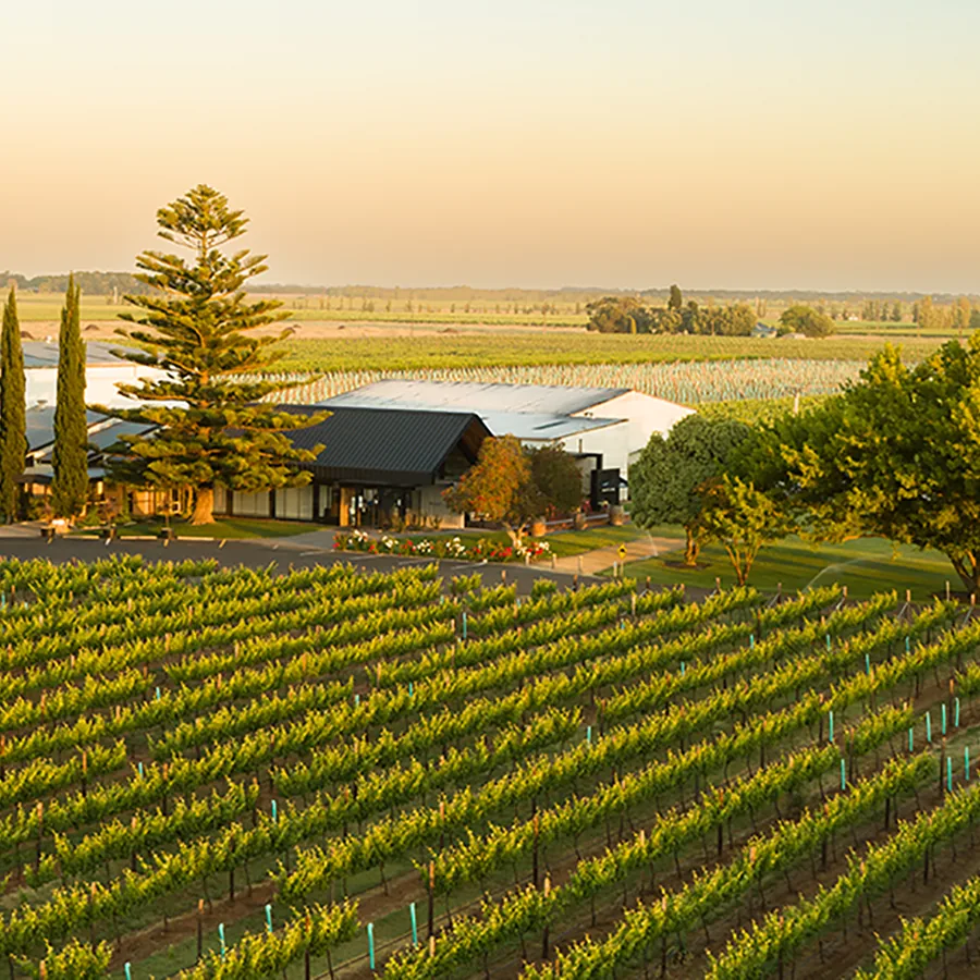Brand's Laira Coonawarra — the estate and its vines at sunset