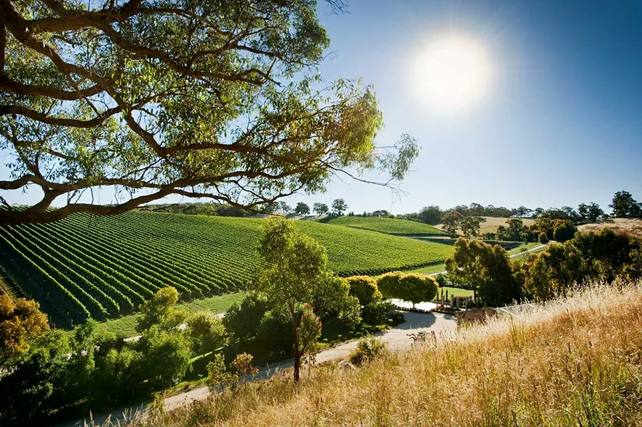 Golding Wines &mdash; Western Branch Vineyard venue
