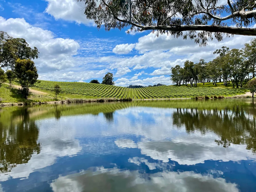 Golding Wines &mdash; the dam and the vines beyond