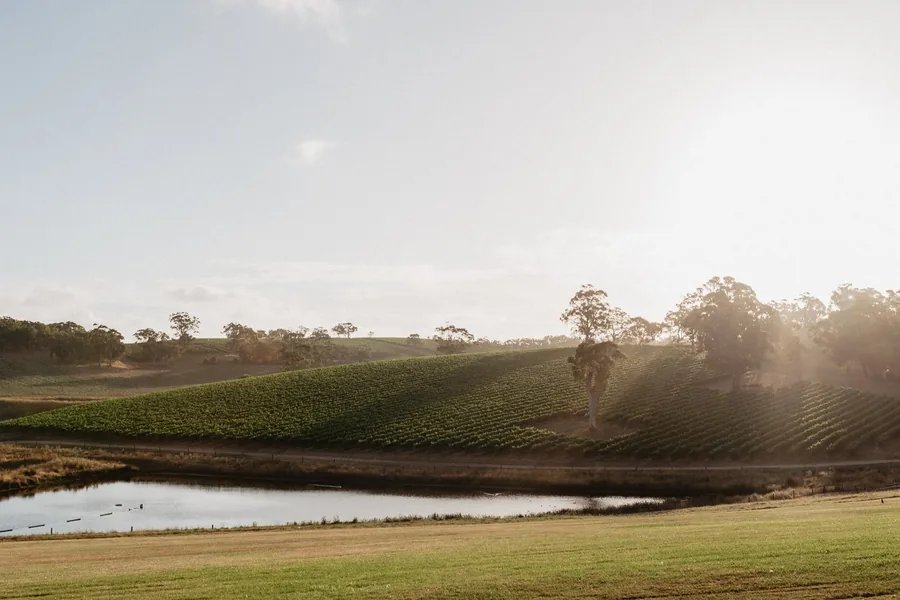 Longview Vineyard — the vineyard and dam from the rise
