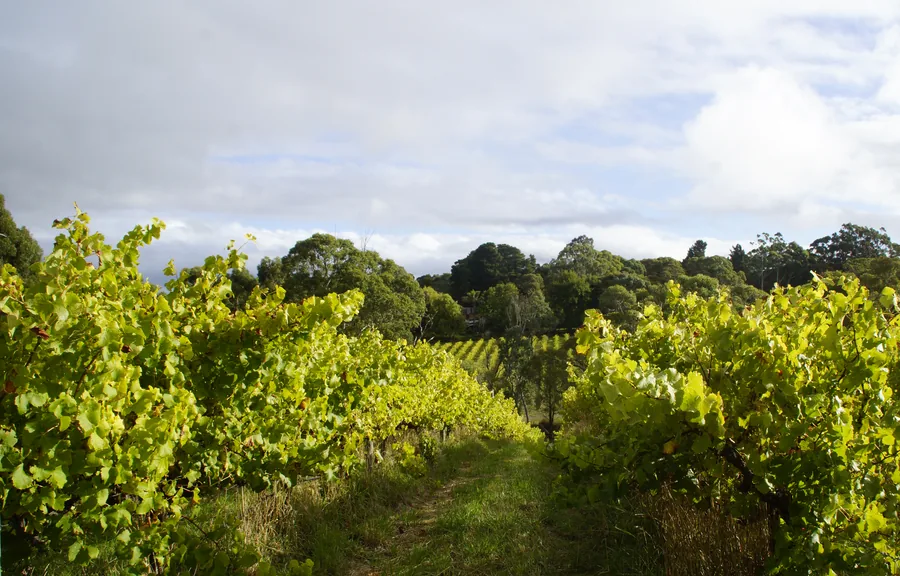 Magpie Springs — the vines and the hills beyond