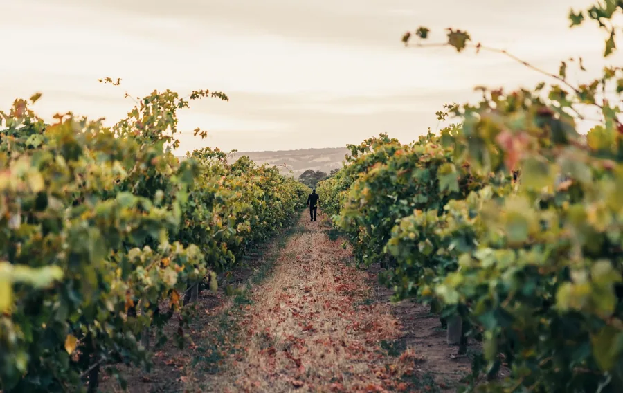 Mitolo &mdash; the vineyard rows in autumn