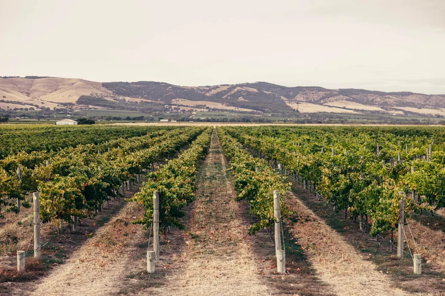 Mitolo &mdash; the vineyard looking to the ranges