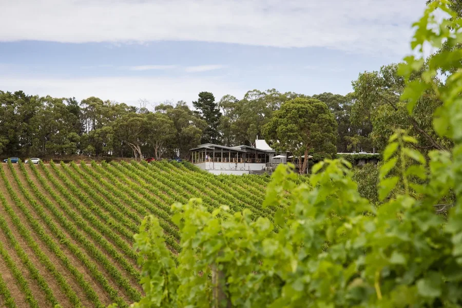 Mt Lofty Ranges Vineyard