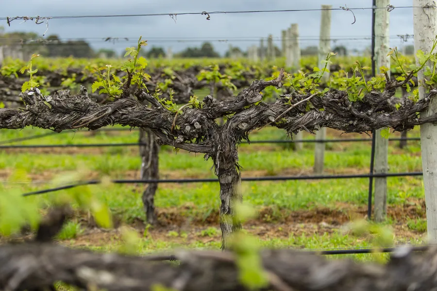 Parker Coonawarra Estate &mdash; the forty-year-old vines