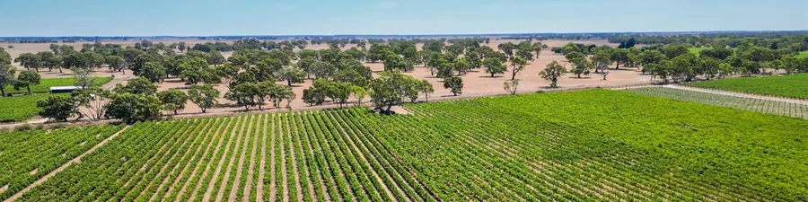 Parker Coonawarra Estate &mdash; the Abbey vineyard from above