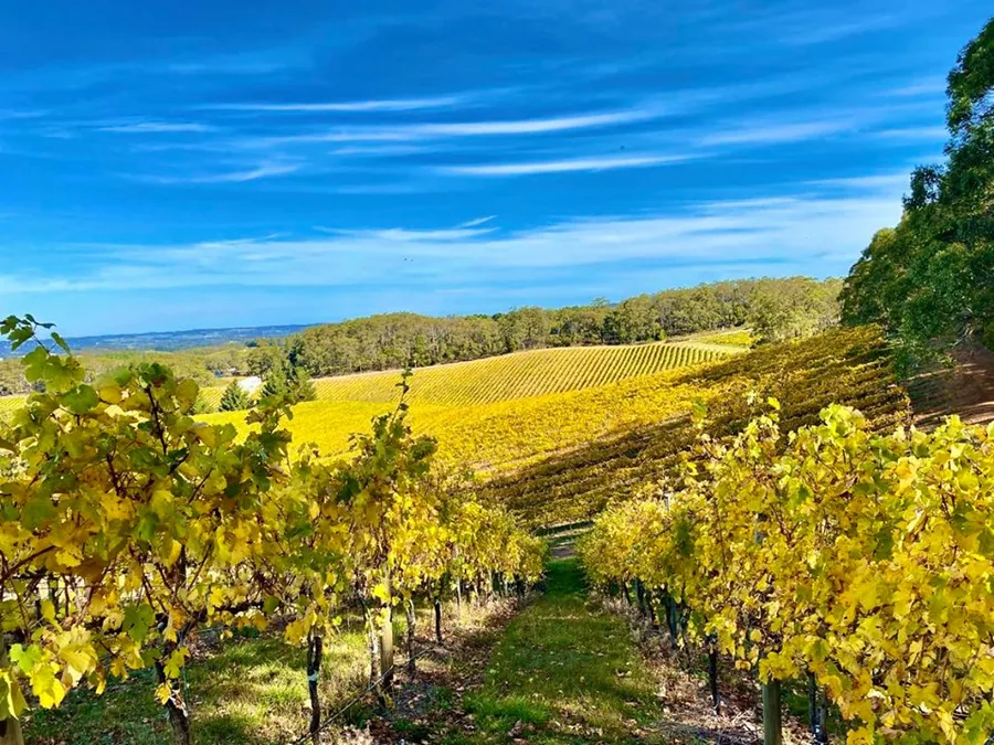 Pike & Joyce Wines &mdash; the vineyard in autumn