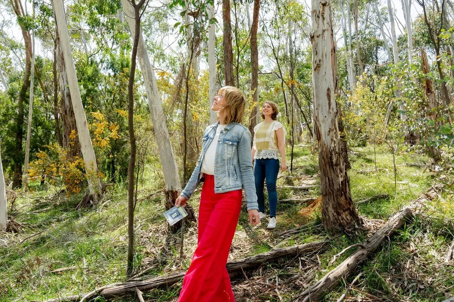 Sinclair's Gully &mdash; the wildflower walk through the sanctuary