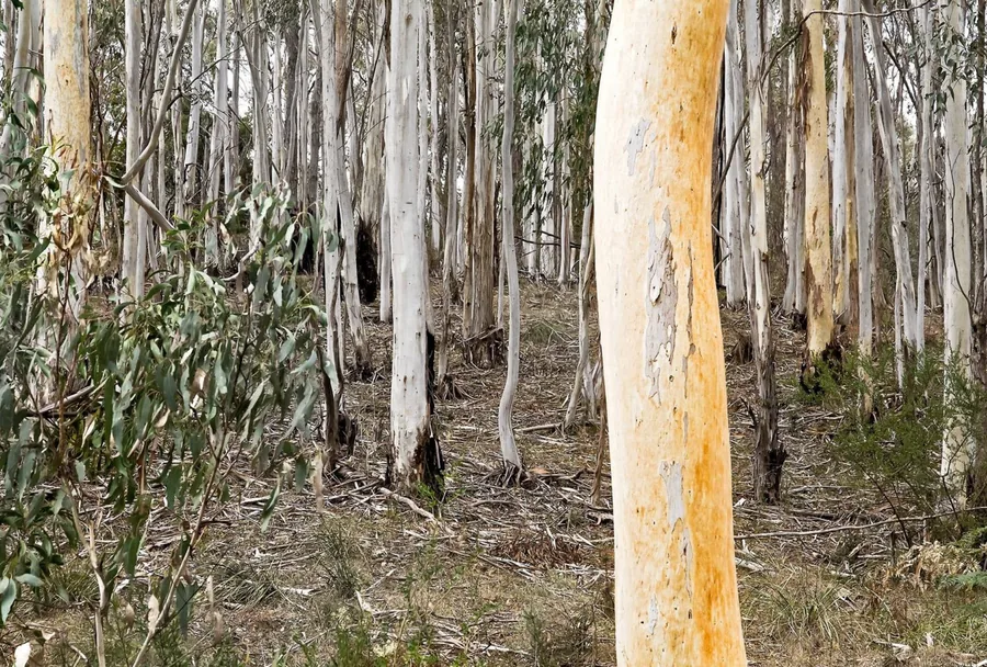 Sinclair's Gully &mdash; candlebark trunks in the sanctuary
