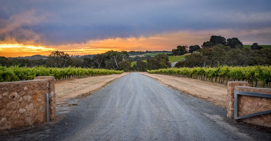 The Currant Shed Restaurant — the vineyard road at sunset