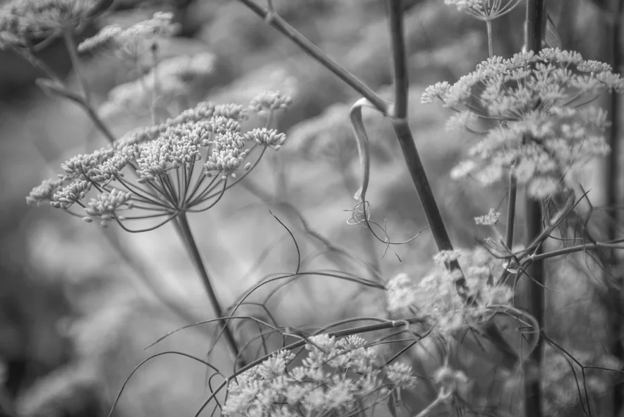 The Currant Shed Restaurant — the garden in close-up