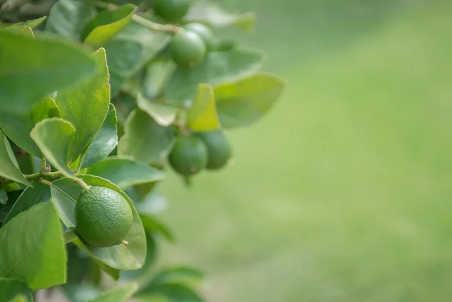 The Currant Shed Restaurant — citrus in the grove