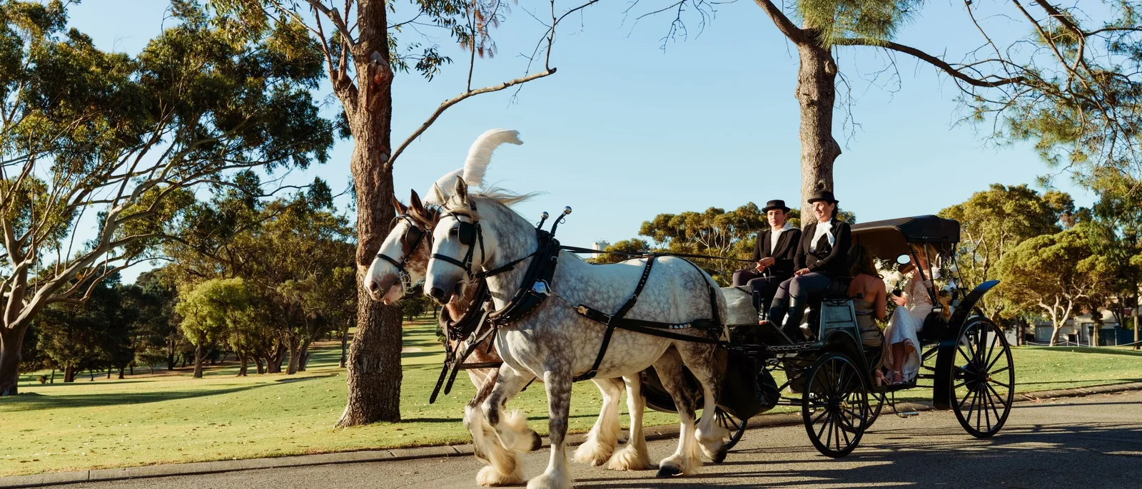 Charming Carriages, Great Southern wedding carriages